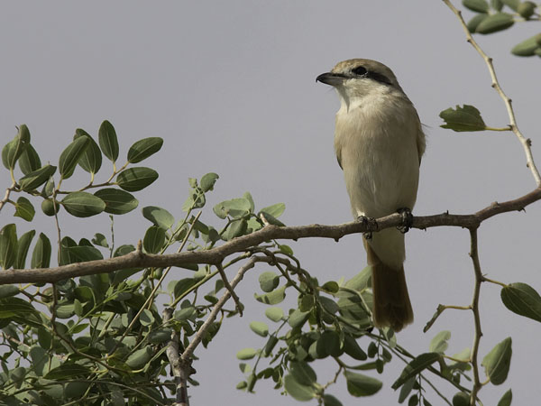 Punapyrstölepinkäinen, Isabelline Shrike, Lanius isabellinus